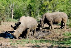 Breitmaulnashorn (15 von 28).jpg